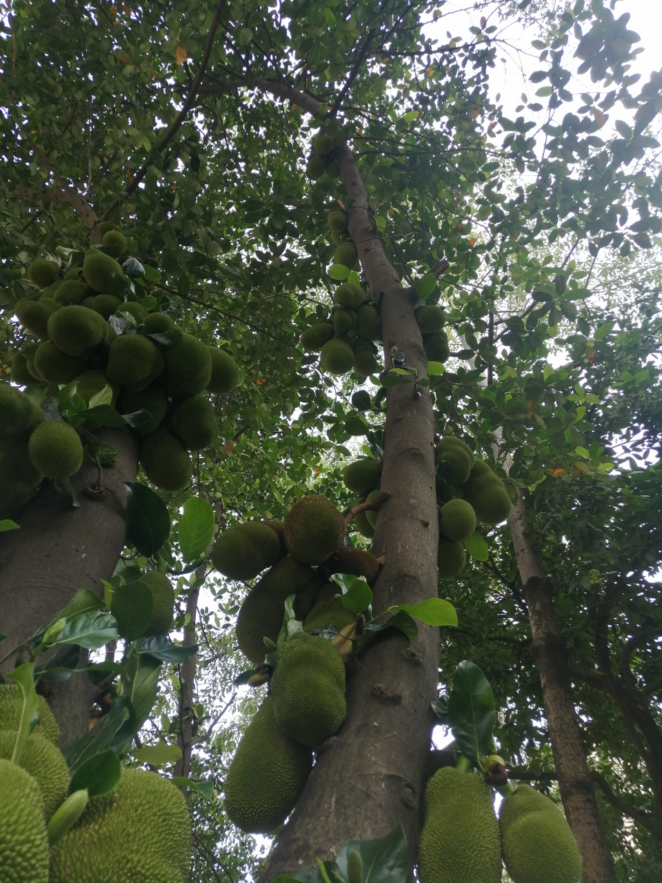 我們家的菠蘿蜜,這麼大了他還要長,大概還在長兩三倍左右就成熟了,我