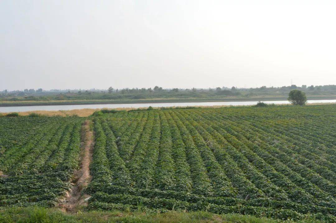 一切温情与美好都源自它～大荔板栗红薯