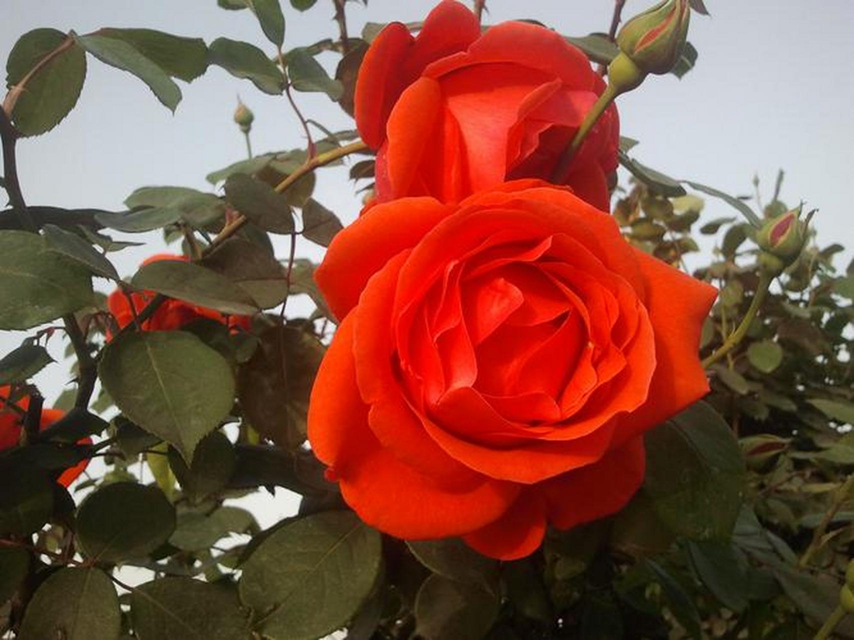 月季花—绯扇. 大红喜庆的颜色,绯扇有着传统的美,无可替代.