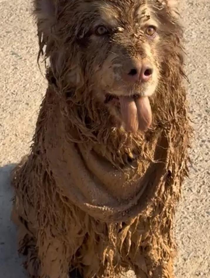 小狗陷入泥潭被主人救出后,变身新品种"泥浆阿拉"