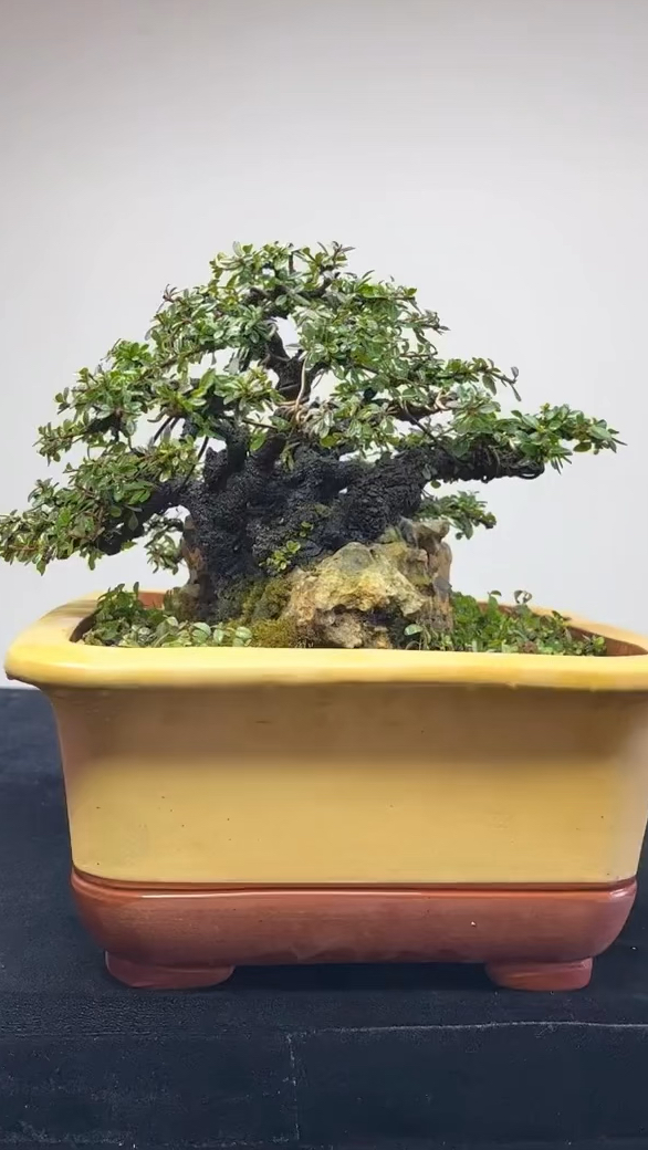 老鹰刺天然抱石