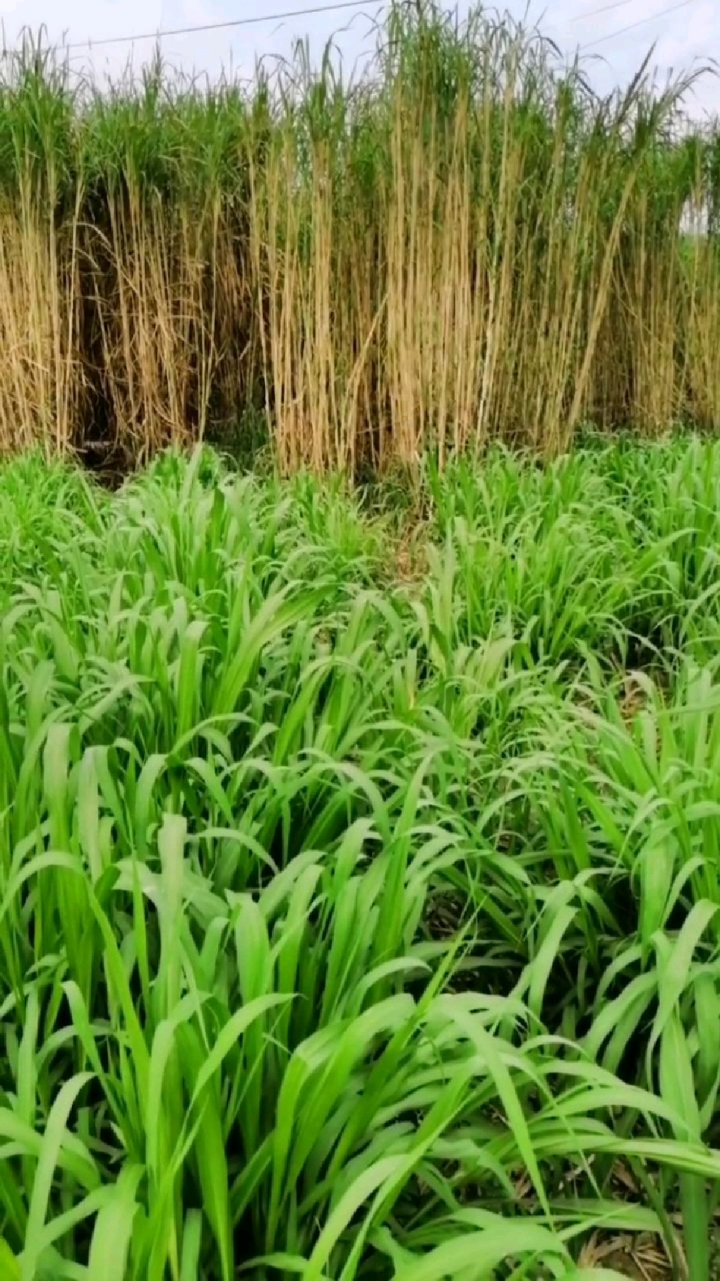 贵州黔西南牧草,高产牧草种植#高产牧草 #牛羊草料 #巨菌草