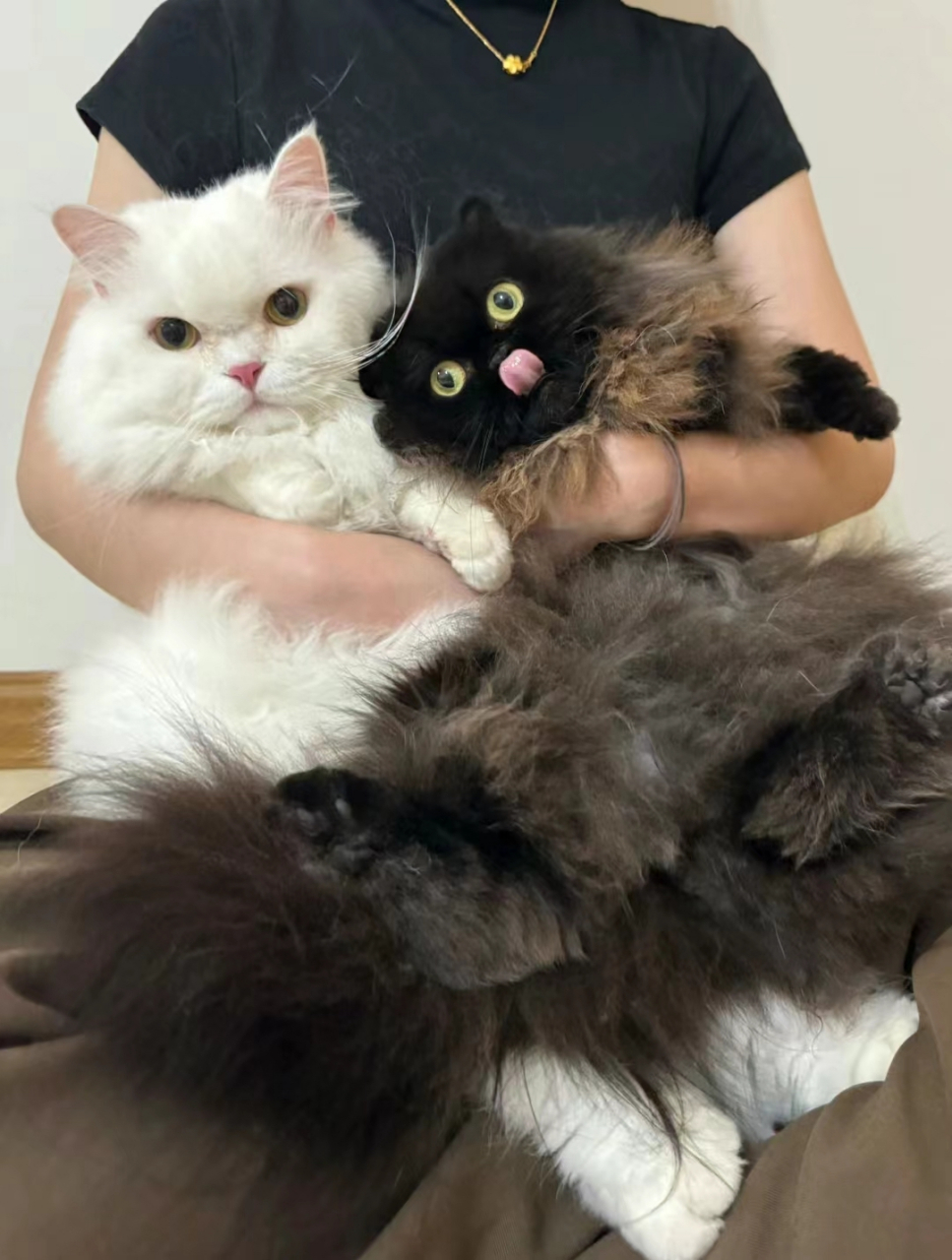 两只猫中必有一只显眼包,网友:一只黑猫一只白猫,这还得了,以后黑衣服