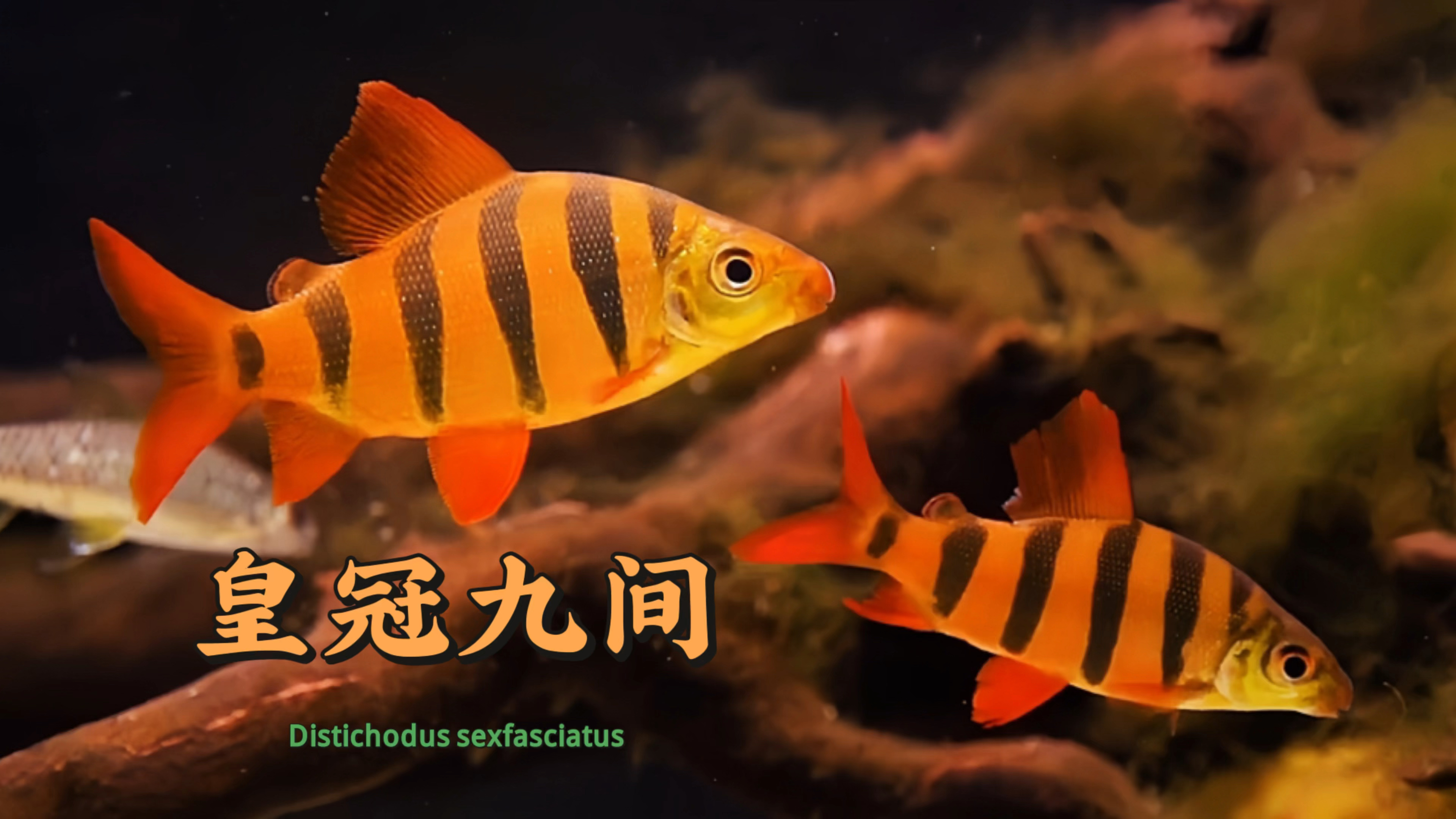 复齿脂鲤之皇冠九间鱼