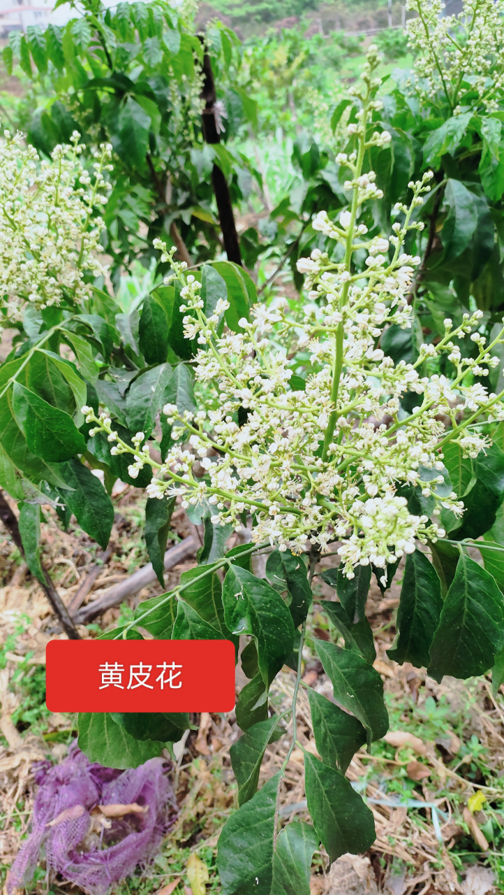 小茴香炒蛋饭好香.黄皮叶煮水泡脚好,黄皮果浸蜜糖,润喉.