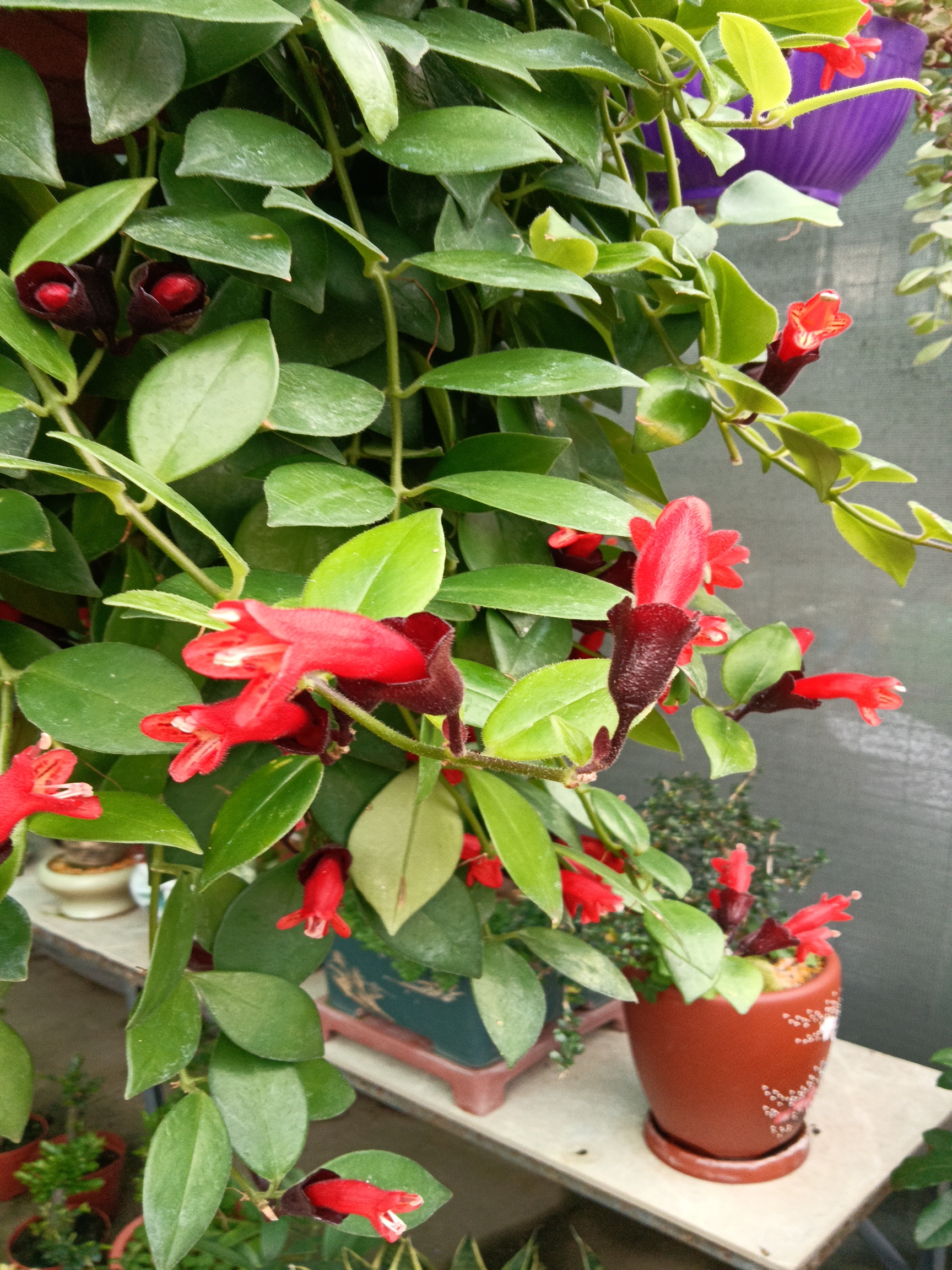 养上一盆垂悬的口红花,花开时节红艳艳,给家人带来好运气