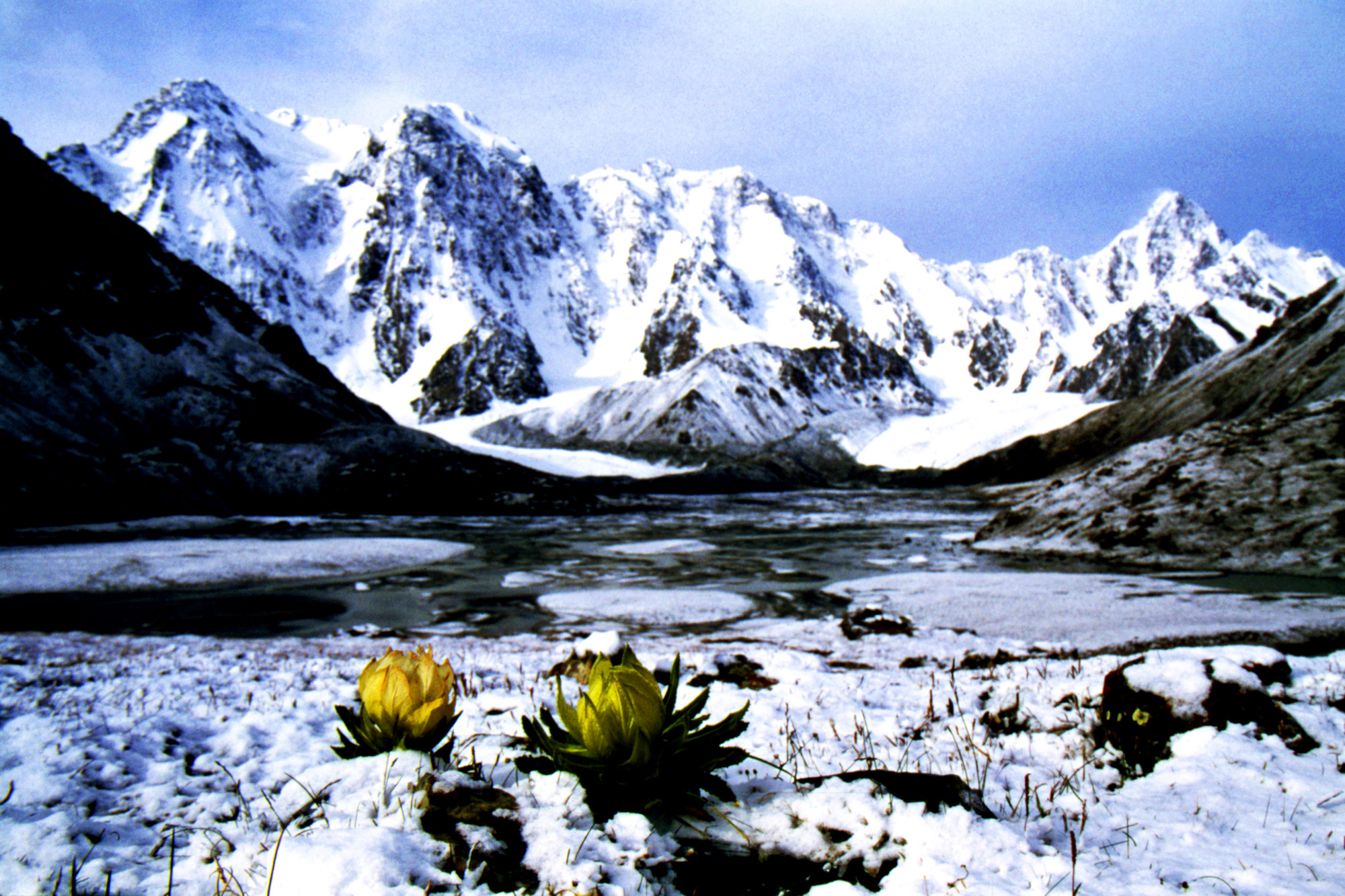 雪莲花图片大全 壁纸图片