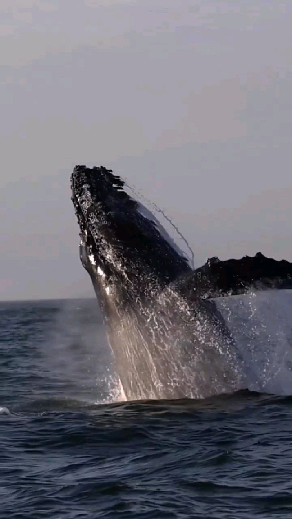 跳出水面拍打身体的座头鲸
