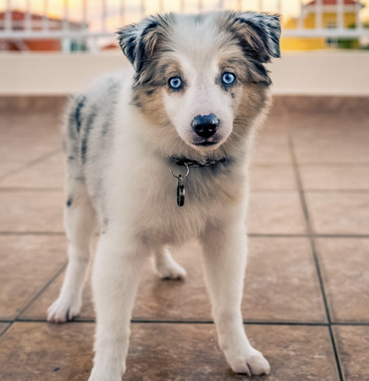 狗狗品种大全之米奇犬,迷你澳洲斗牛犬,迷你澳洲牧羊犬
