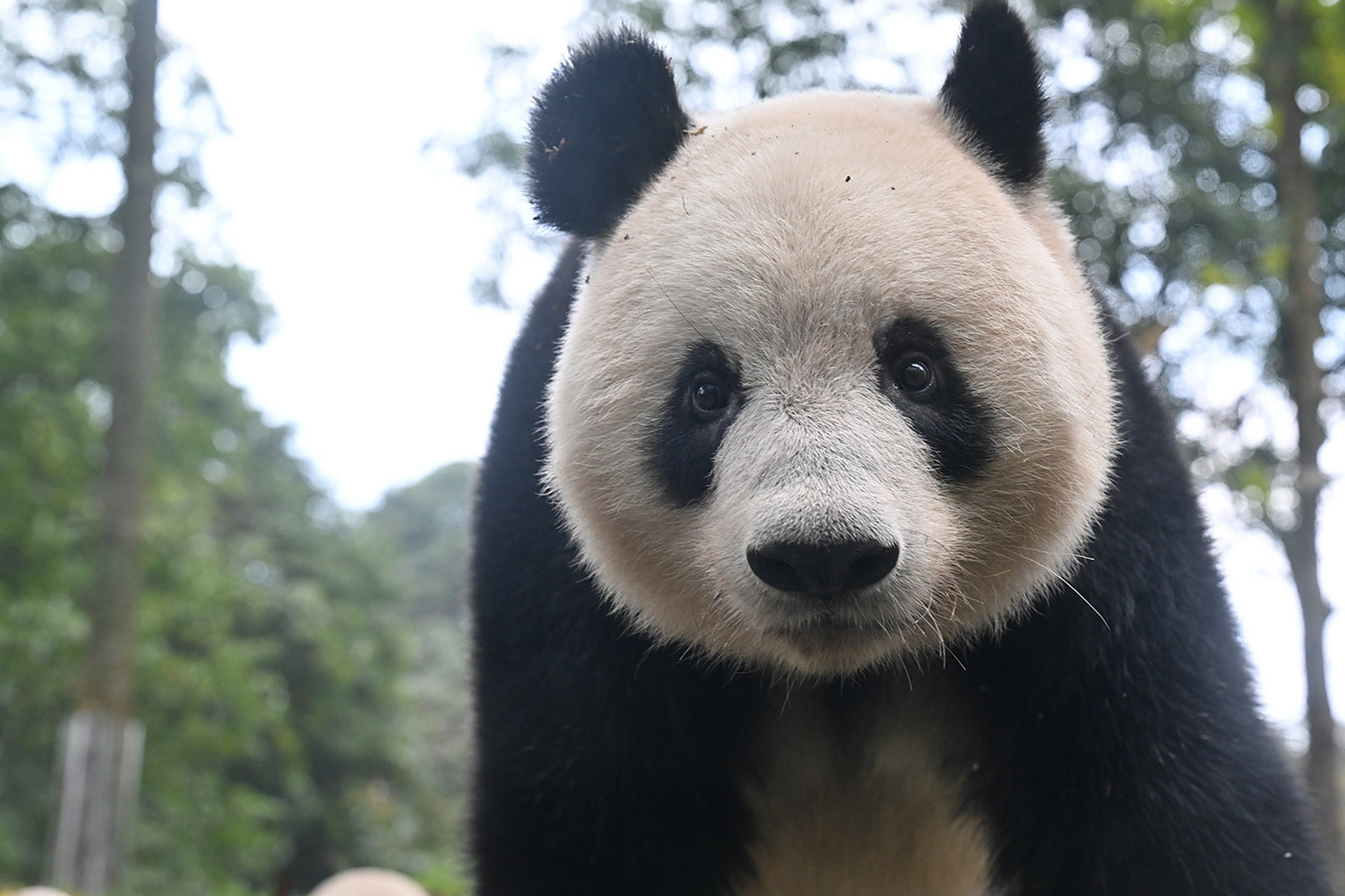 可爱的大熊猫香香公主.