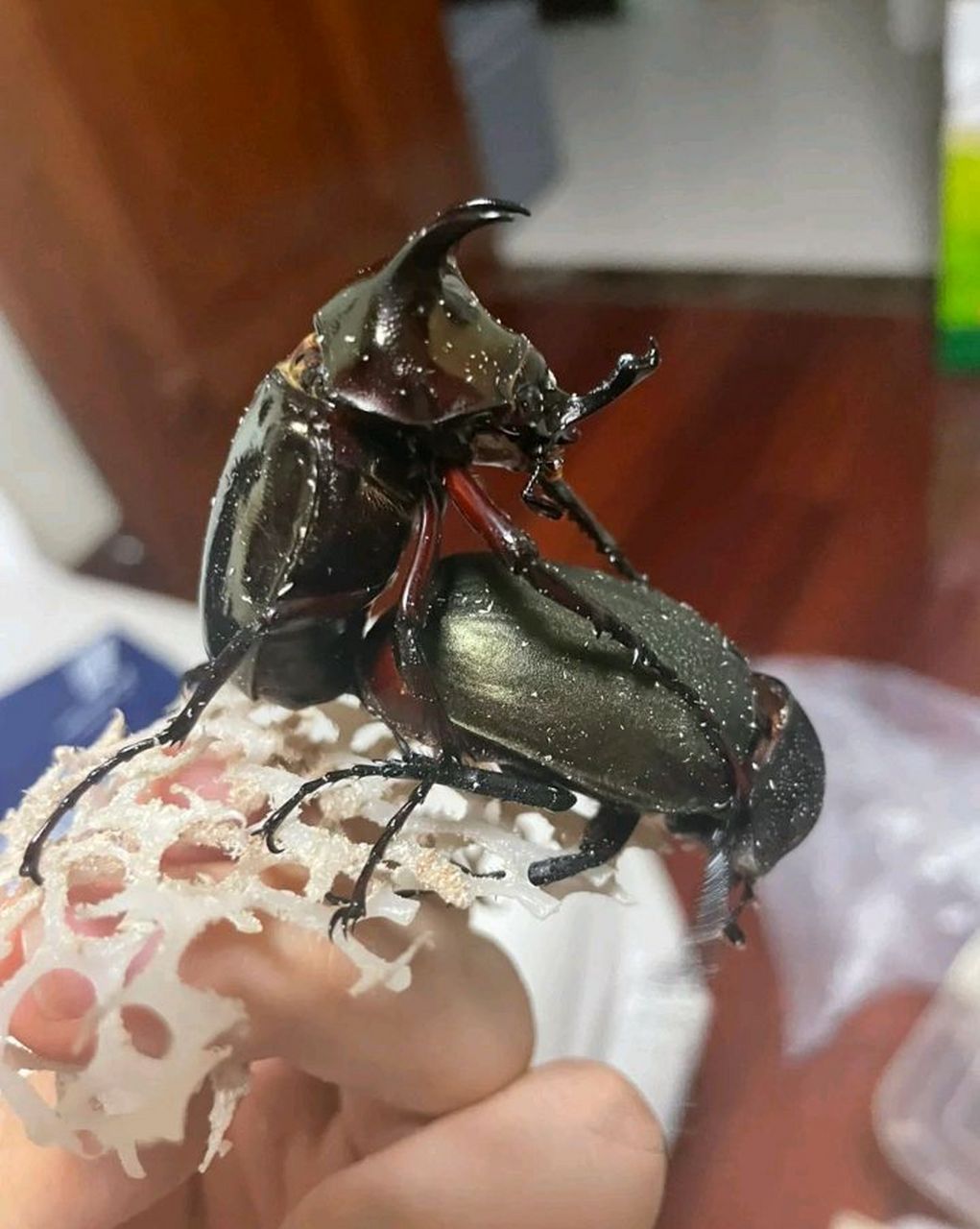 网友:这是屎壳郎还是独角仙?#百家号星火计划