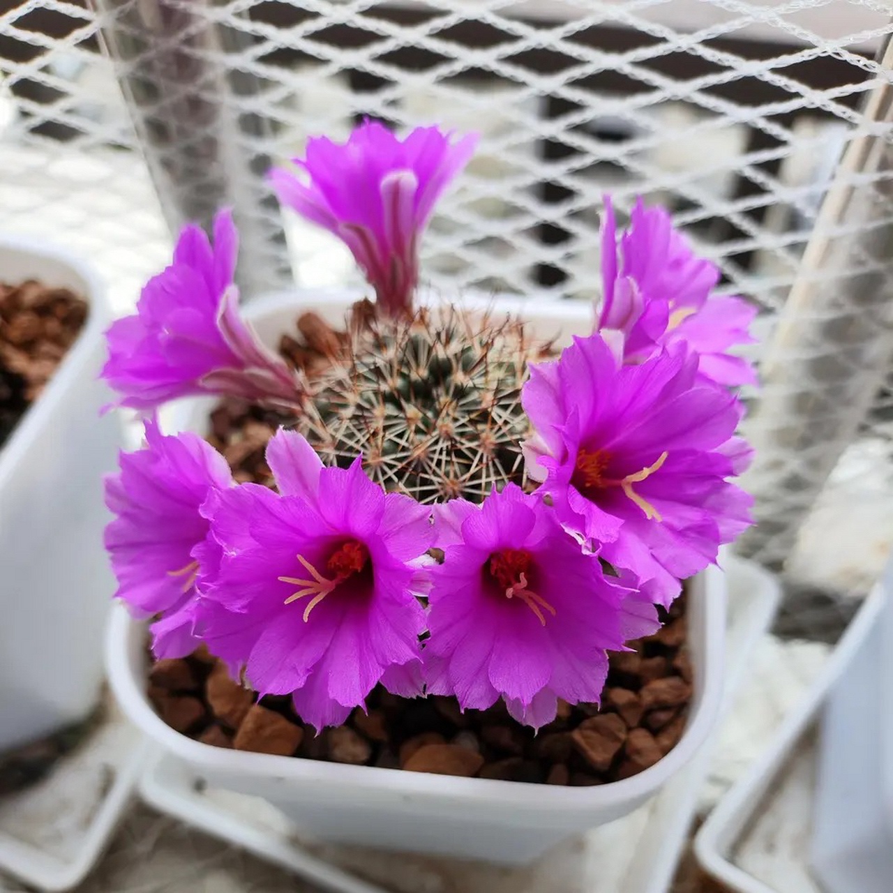 蓬莱宫仙人球,一款养过的花友都说好的品种,就是这么优秀