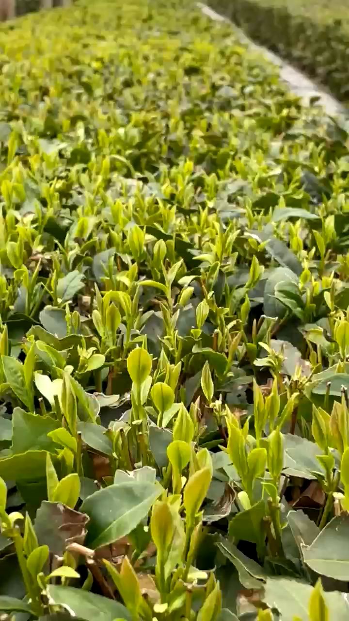 崂山绿茶雨前茶继续采摘
