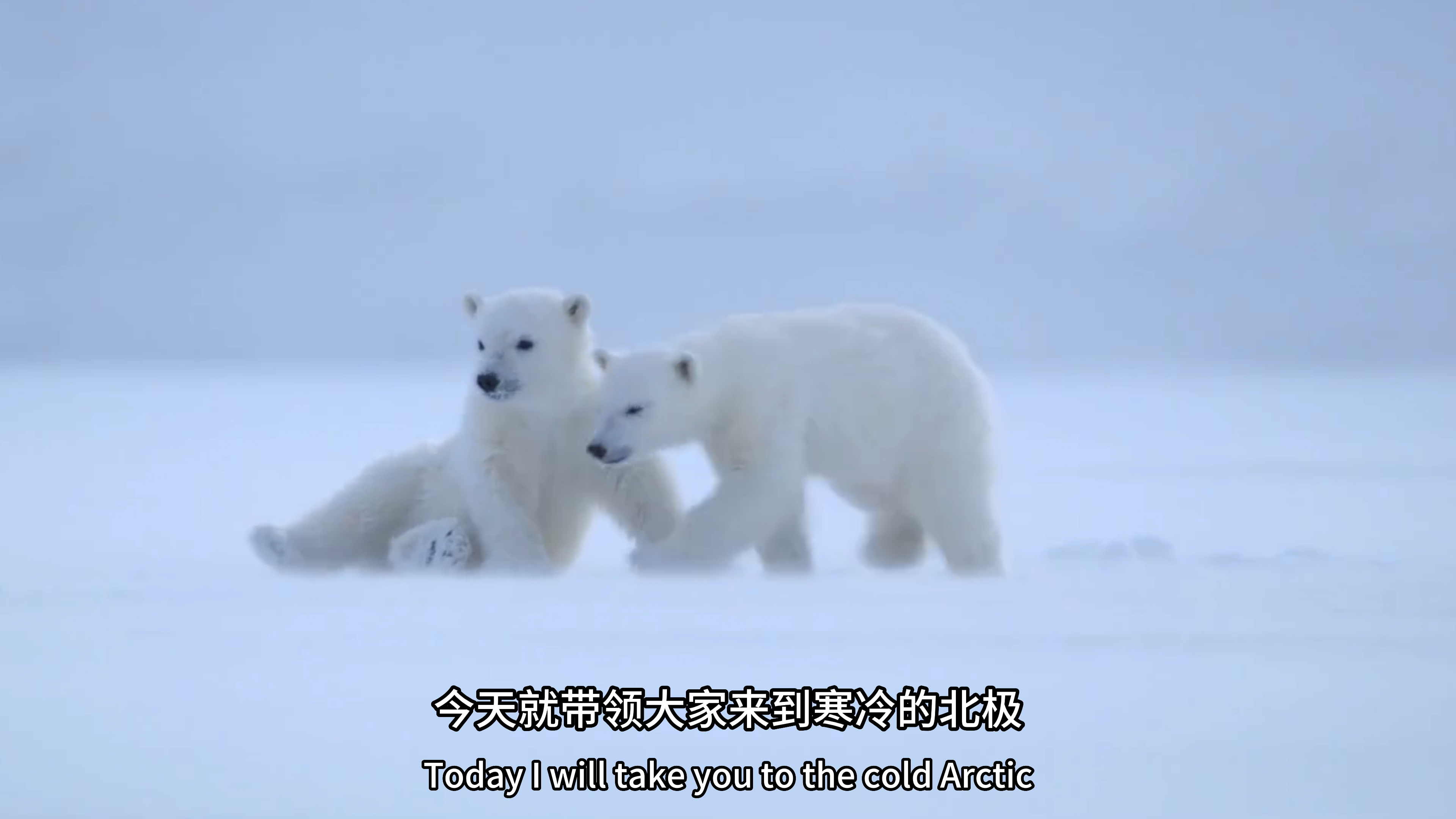 陆地上最大的食肉动物北极熊