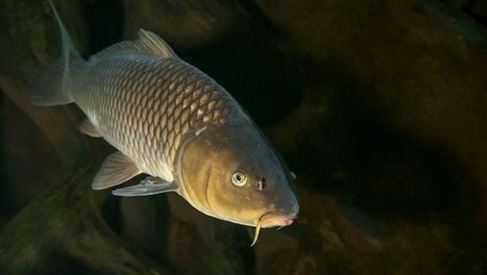 让人忘不了的"忘不了鱼"