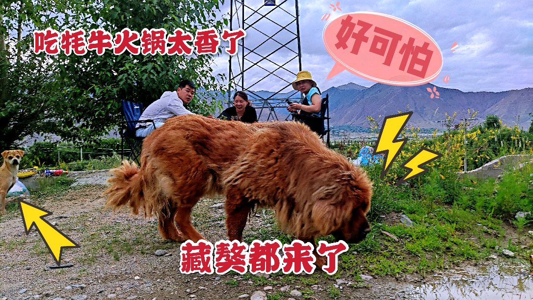 床车自驾西藏,买了三斤牦牛肉野外煮火锅,突然来了一只藏獒围观