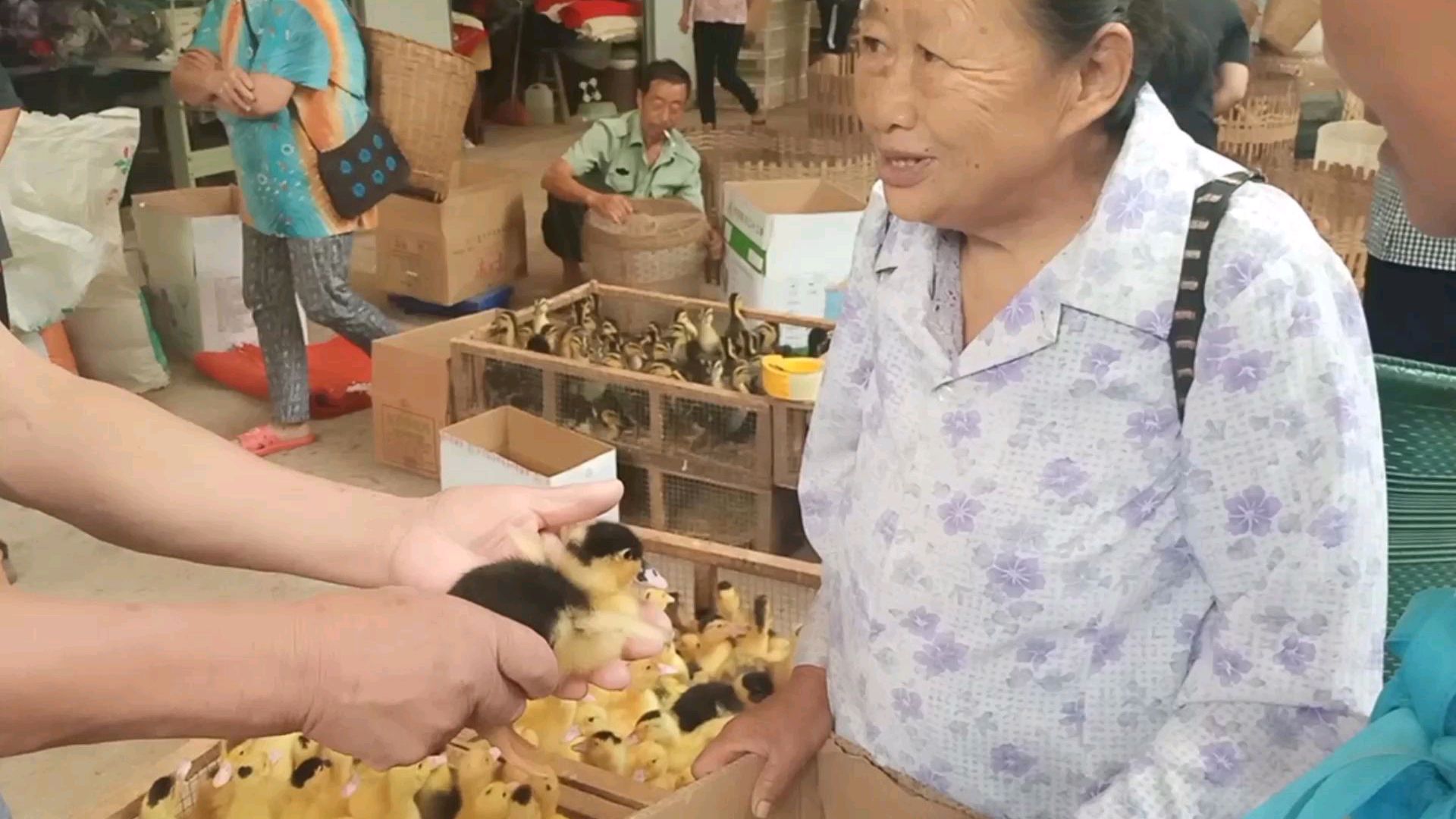 三妹儿跟妈妈赶场买鸭子,小鸭价格差距大,挑选还有这么多讲究