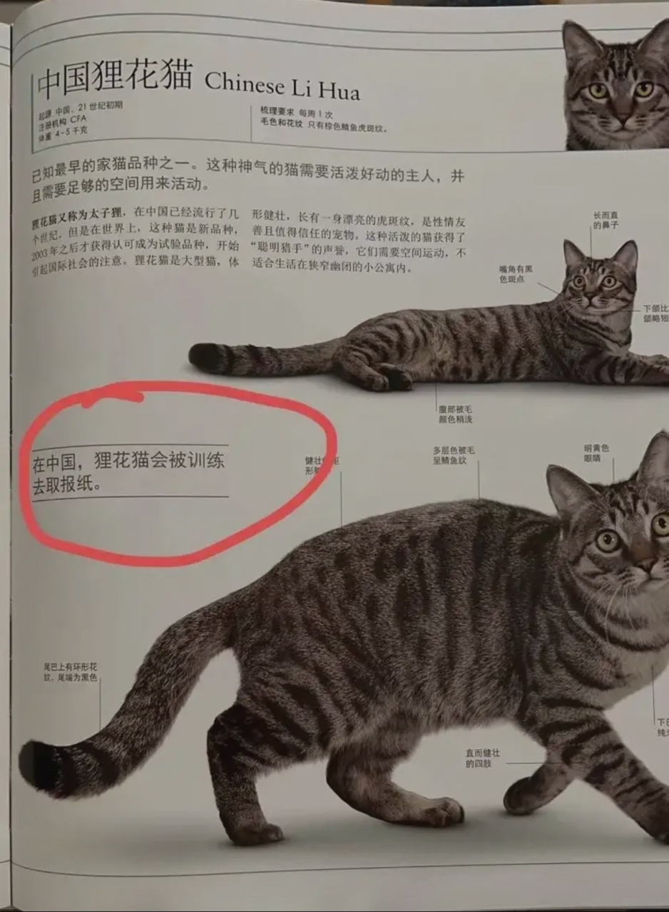 狸花猫会被训练取报纸