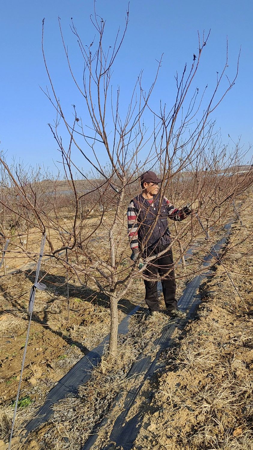 定植两年的荷兰金亚香蜜杏树整形修剪栖霞牙夼果业真诚奉献