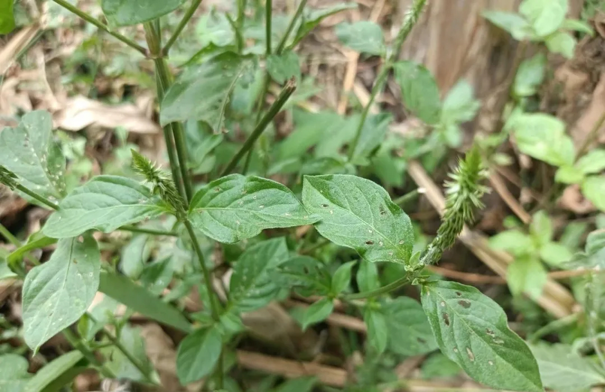 治腿疼的草药图片图片