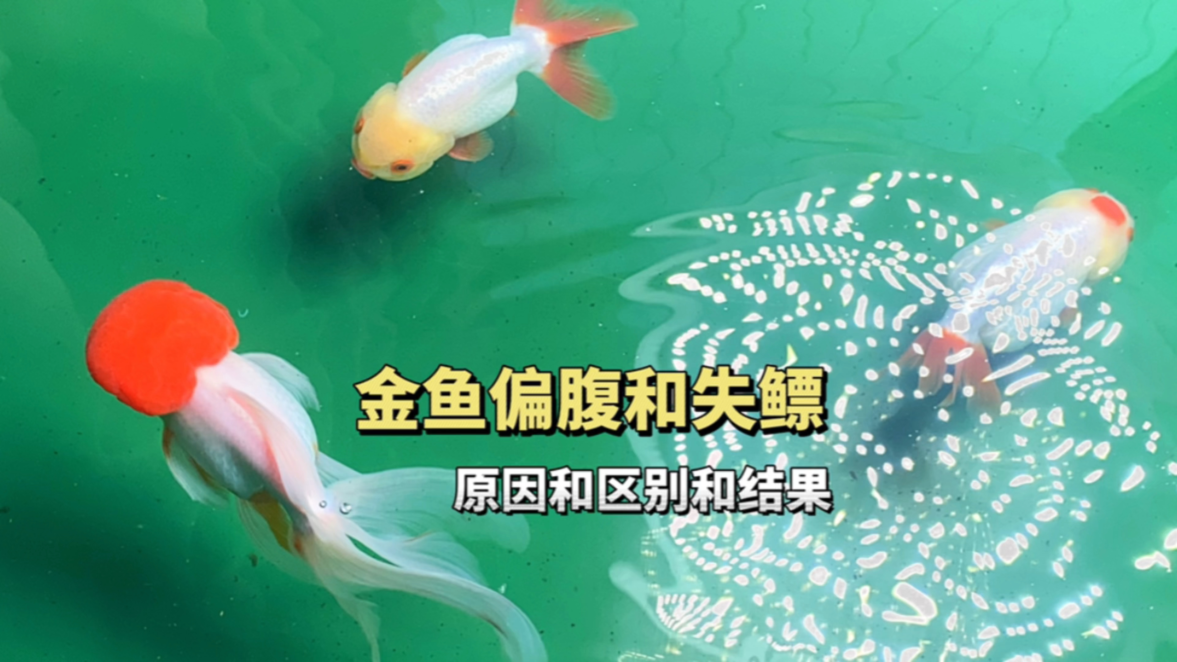 金鱼偏腹和失鳔的区别,金鱼偏腹可以治愈吗?