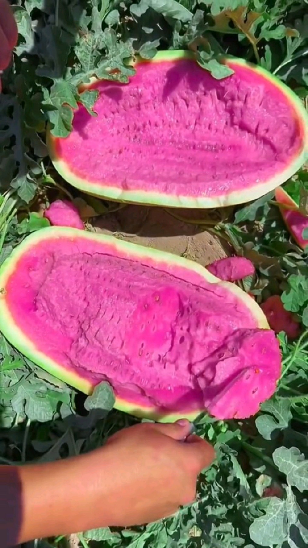 国外新培育的紫色西瓜,你见过吗?