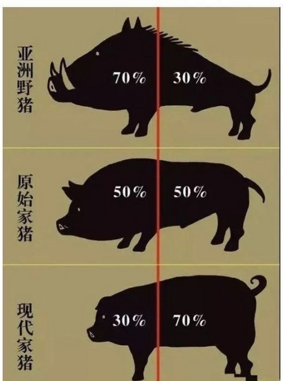 为什么现在的猪进化成这个样子了,谁知道野猪肉是什么口感?#猪#