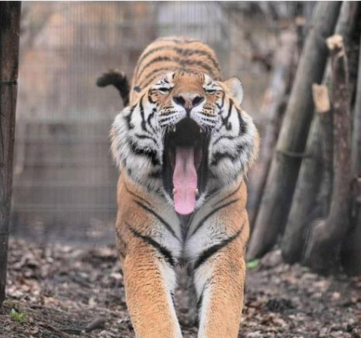 大猫伸懒腰的瞬间,看这表情,多少有点傲娇了