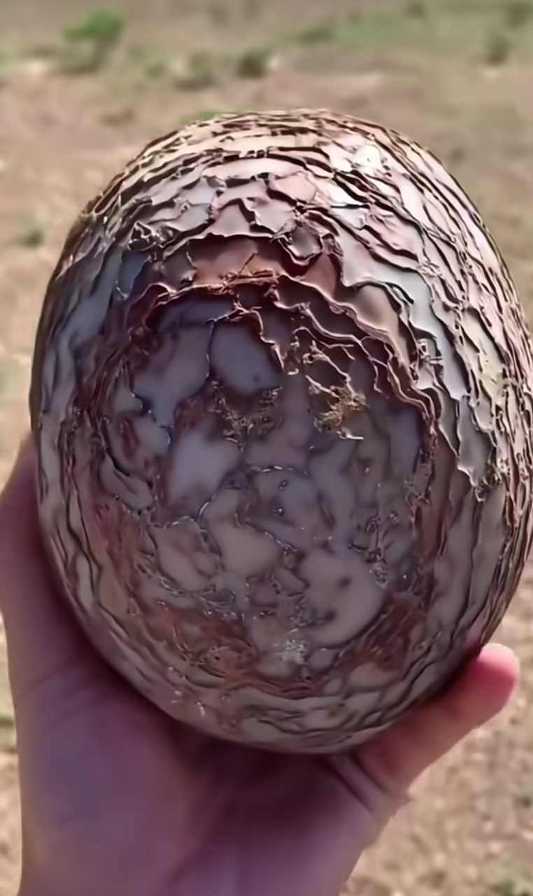 是恐龙蛋化石吗?值钱吗?