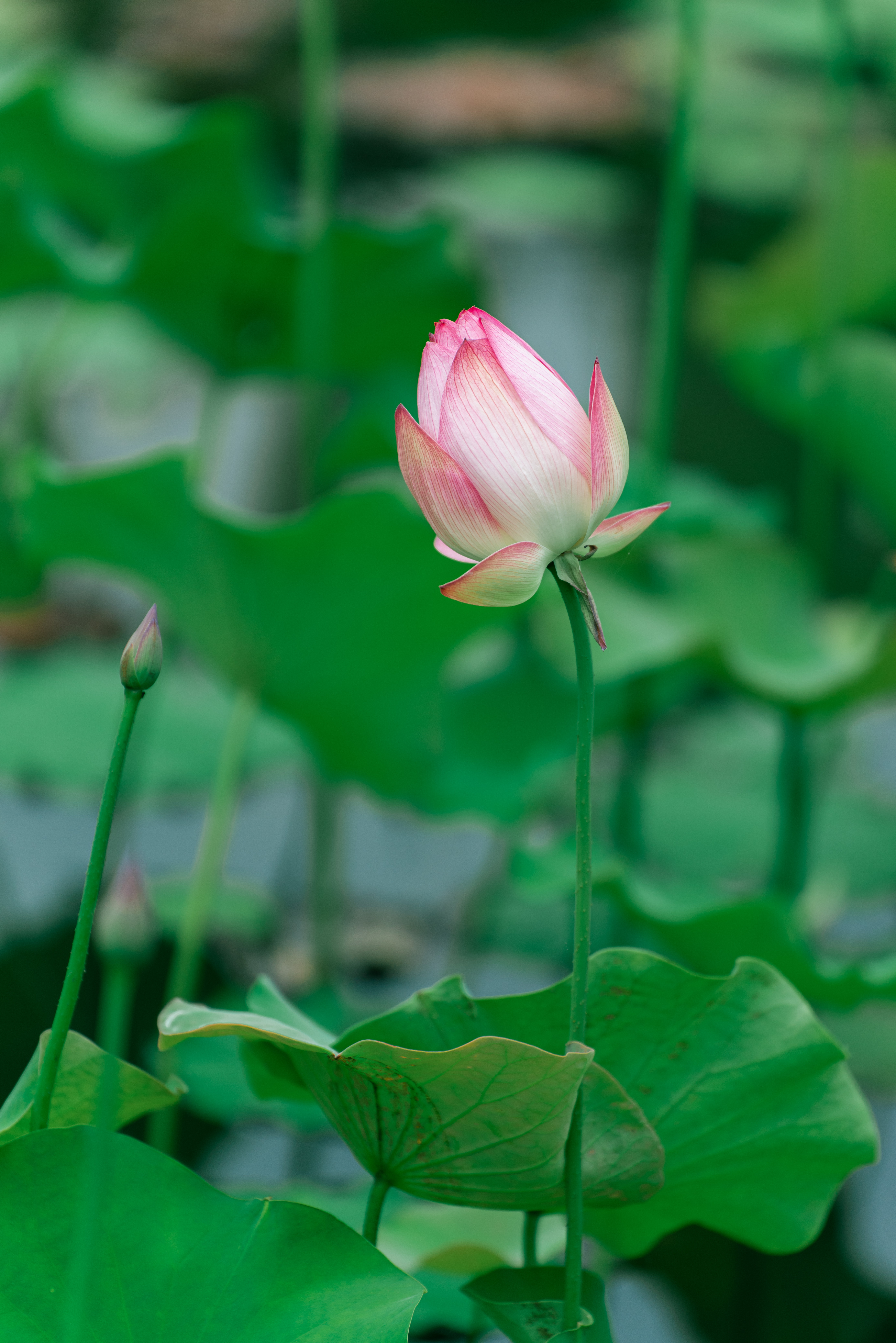 美丽莲花含苞待放图片图片