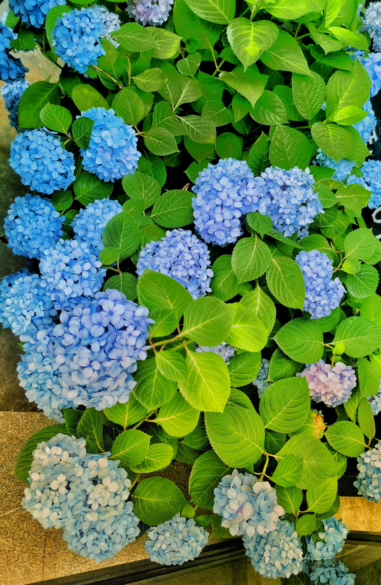 动漫里与樱花齐名的紫阳花