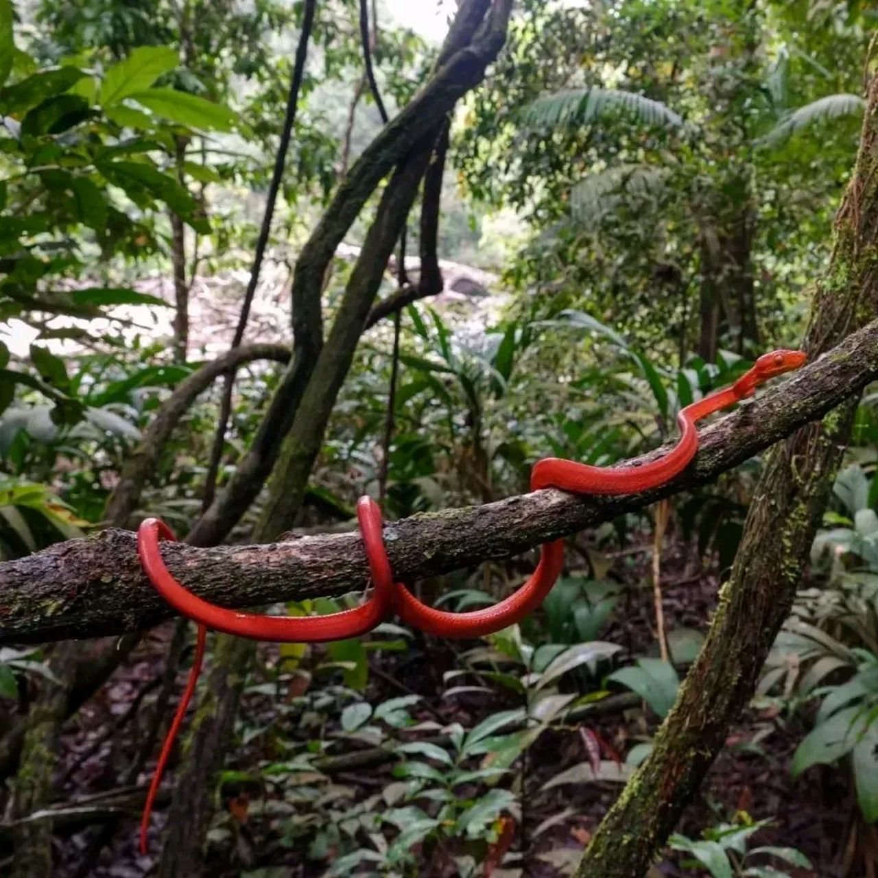 亚马逊树蚺,真妖艳