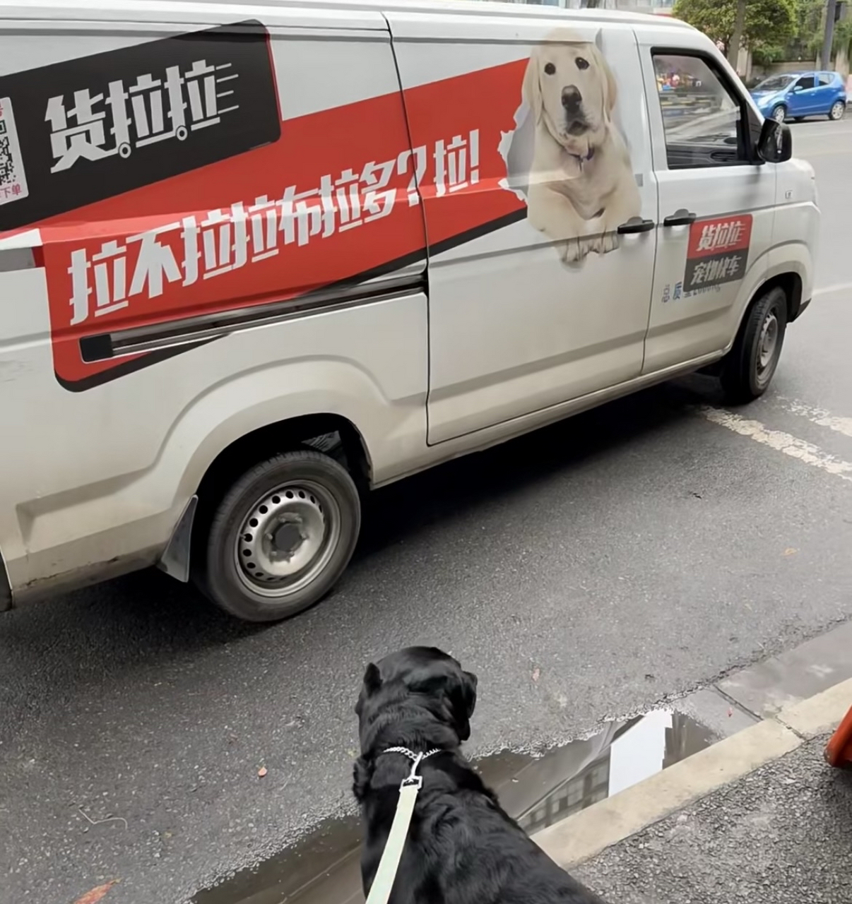 拉不拉拉不拉多取决于当天拉的拉不拉多多不多