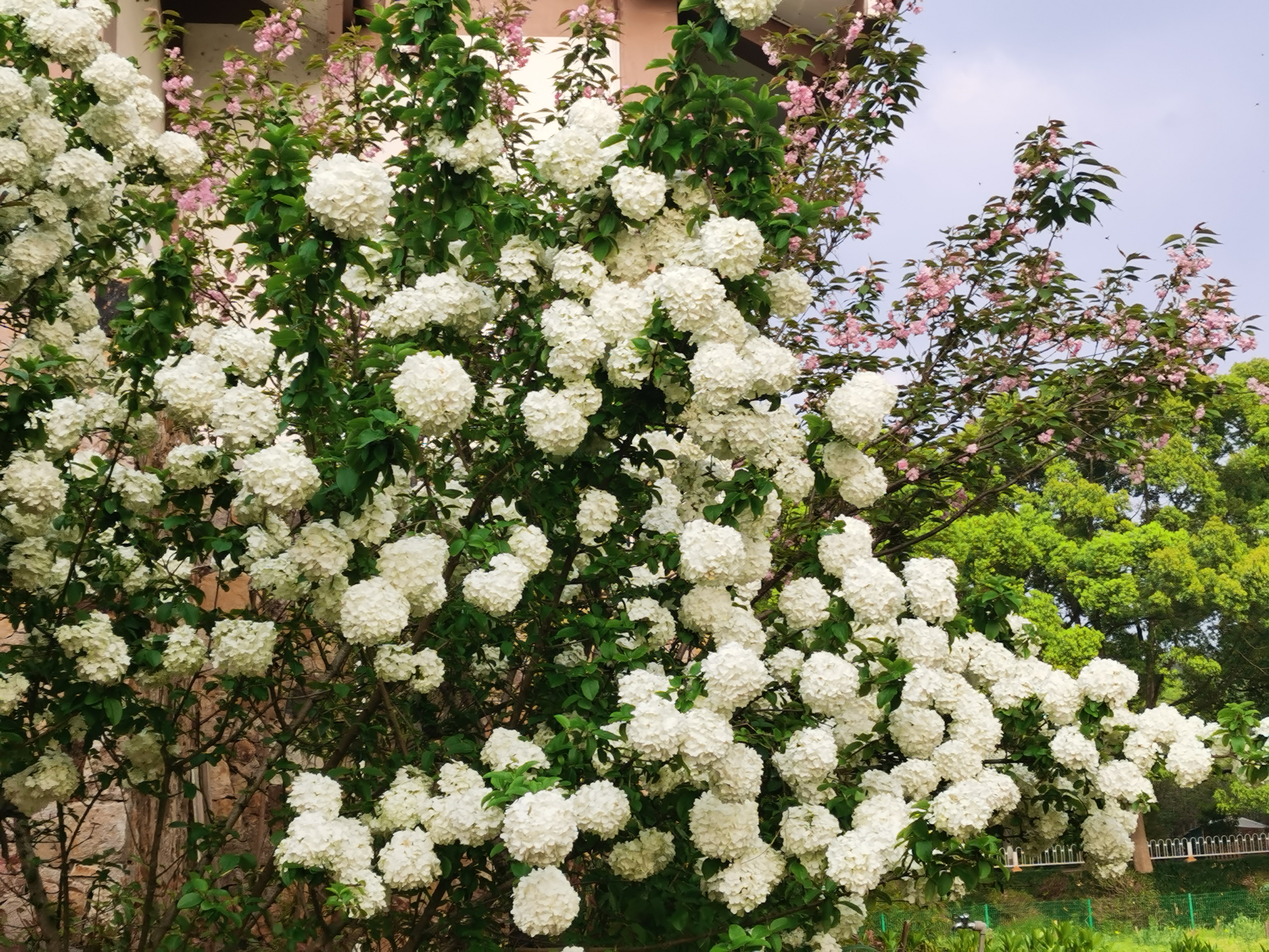 美丽的木绣球花