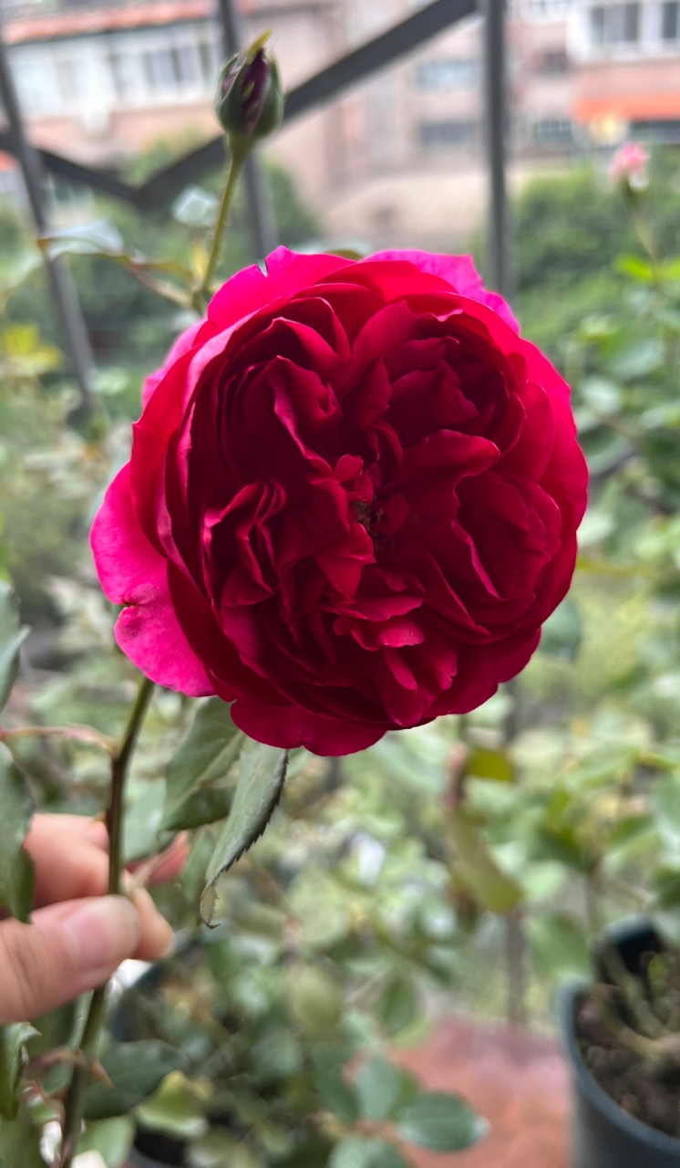 动态30天打卡挑战# 月季秋日胭脂 秋日胭脂 太美了秋日胭脂,前四张图