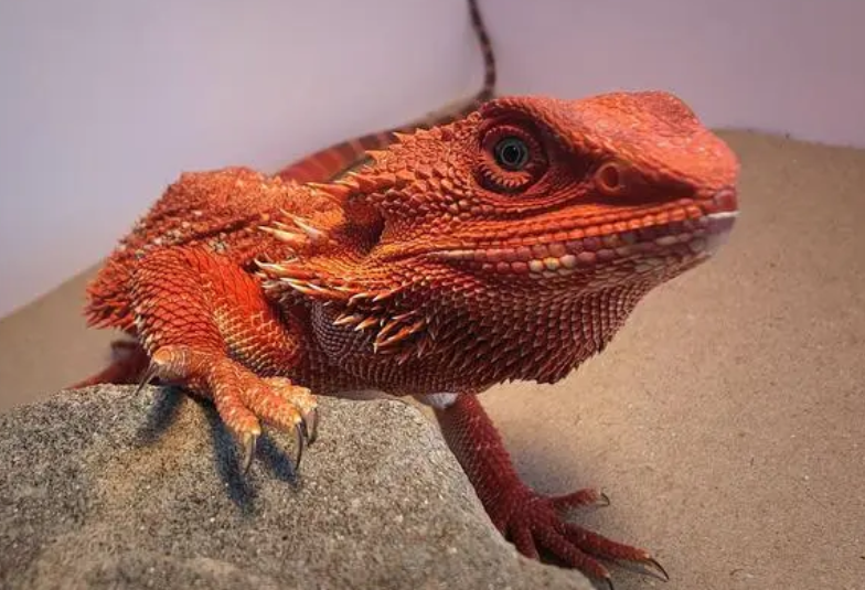 鬃狮蜥应该怎么养