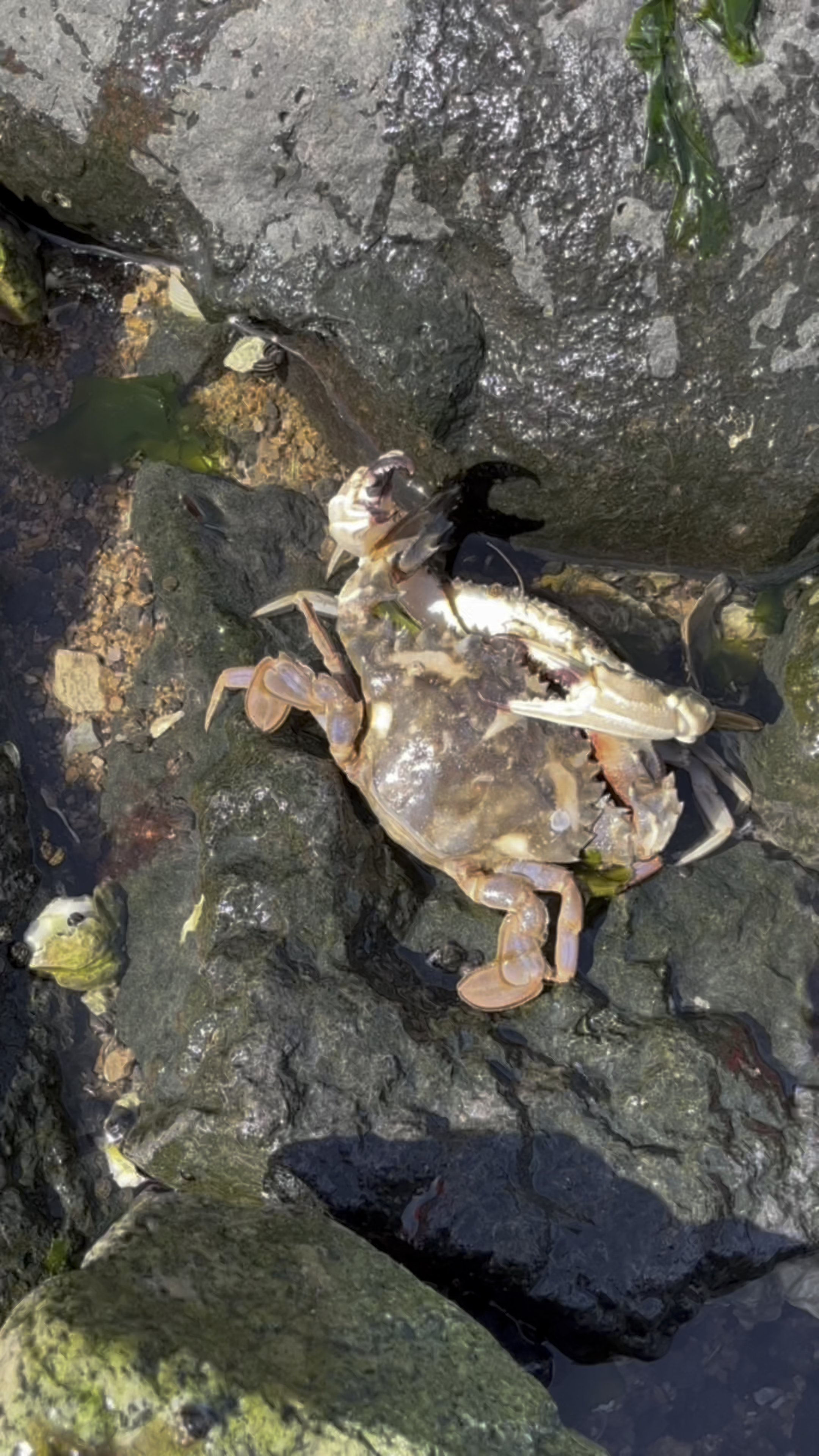 跟小渔夫一起赶海抓螃蟹