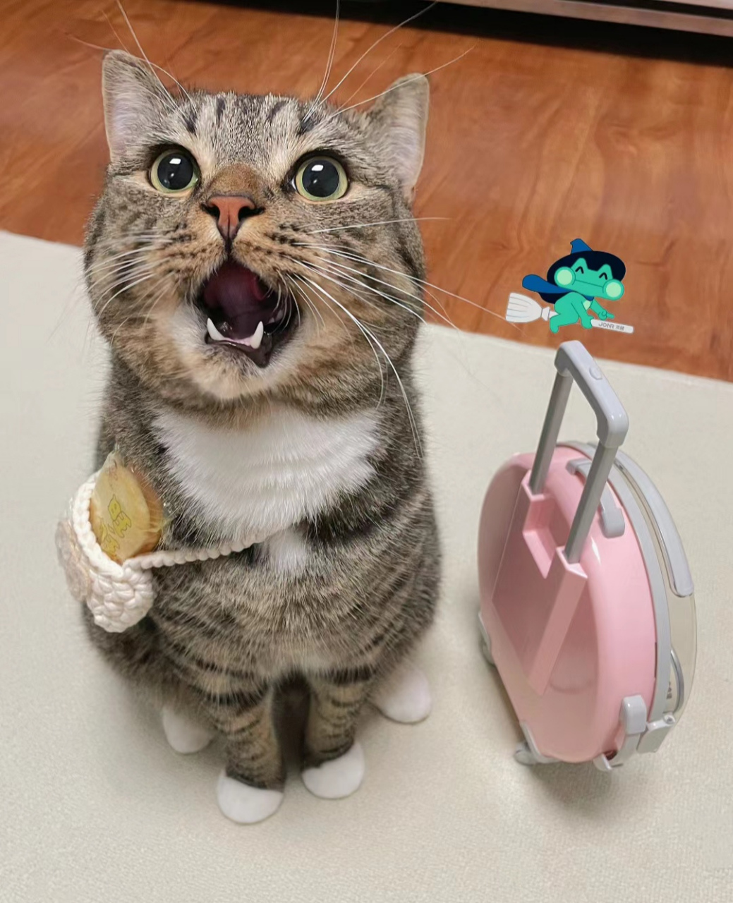 小可爱  离家出走了