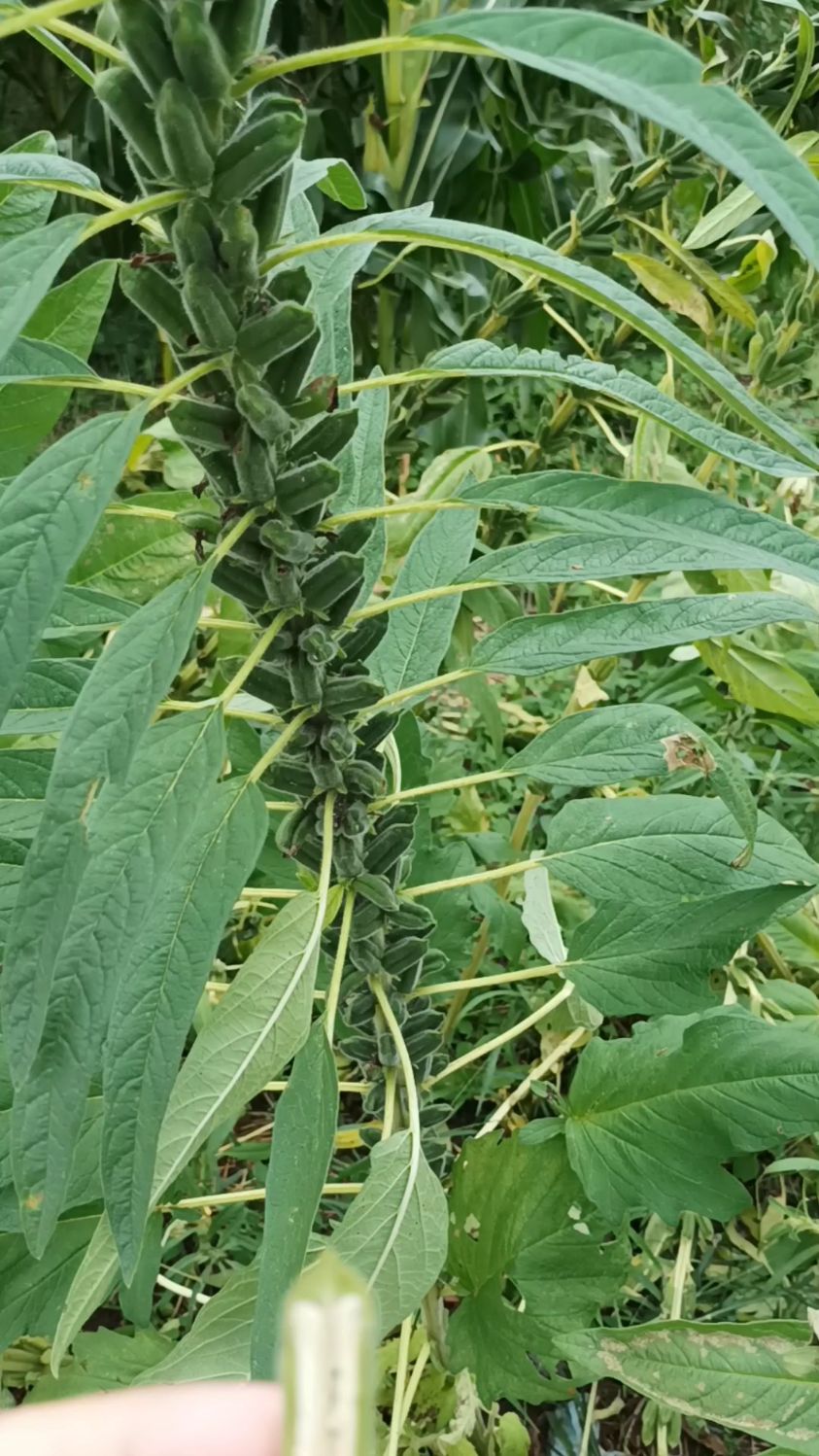 你见过正在生长的芝麻吗?还有传说中的芝麻开花节节高?