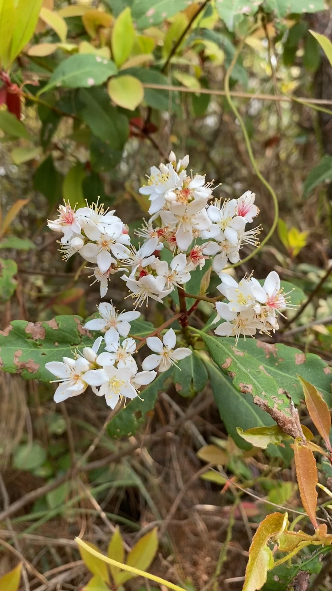 3月的山野,迎来了石斑木花开,满树雪白撩动人心,香味扑鼻,人自醉!