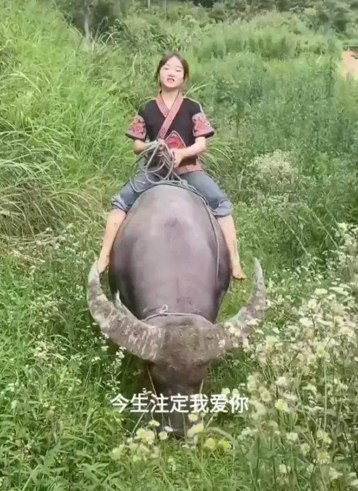 田野里到处都是茂盛的草,各色的野花,一头水牛在绿草丛中悠闲地吃着草