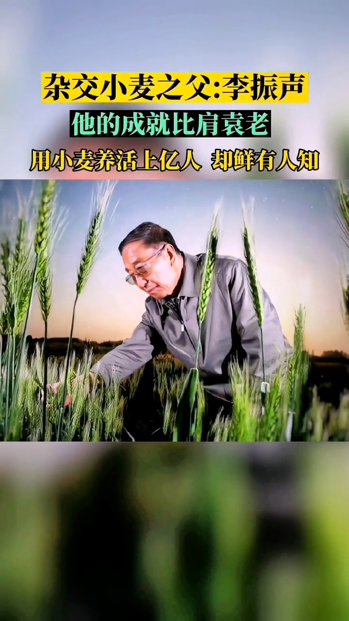 杂交小麦之父李振声曾让小麦产量超越水稻用小麦养活了上亿人现90高龄