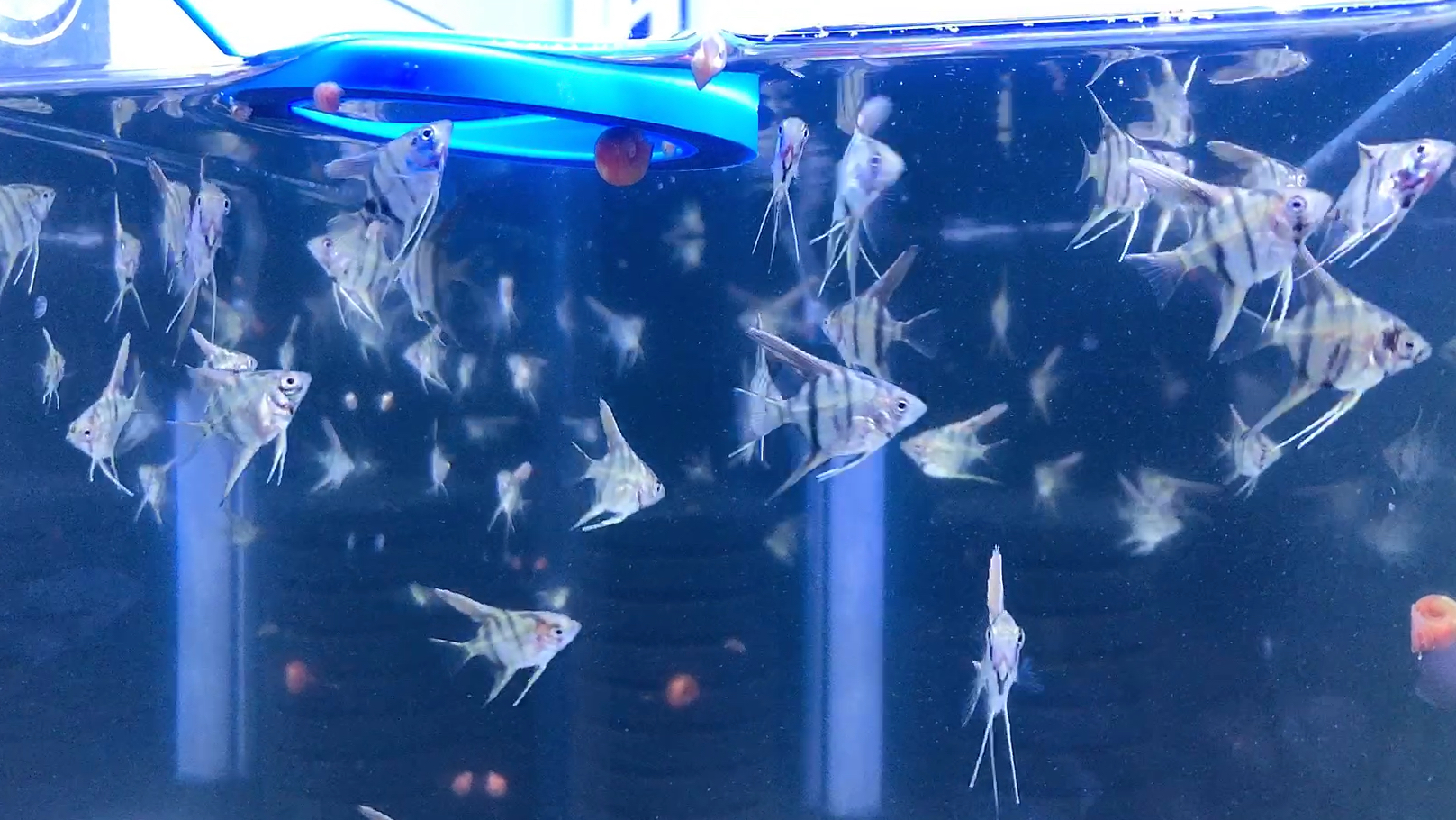 给大家看一下养心的鱼宝宝们有迷你鹦鹉鱼苗,孔雀鱼苗,燕鱼苗