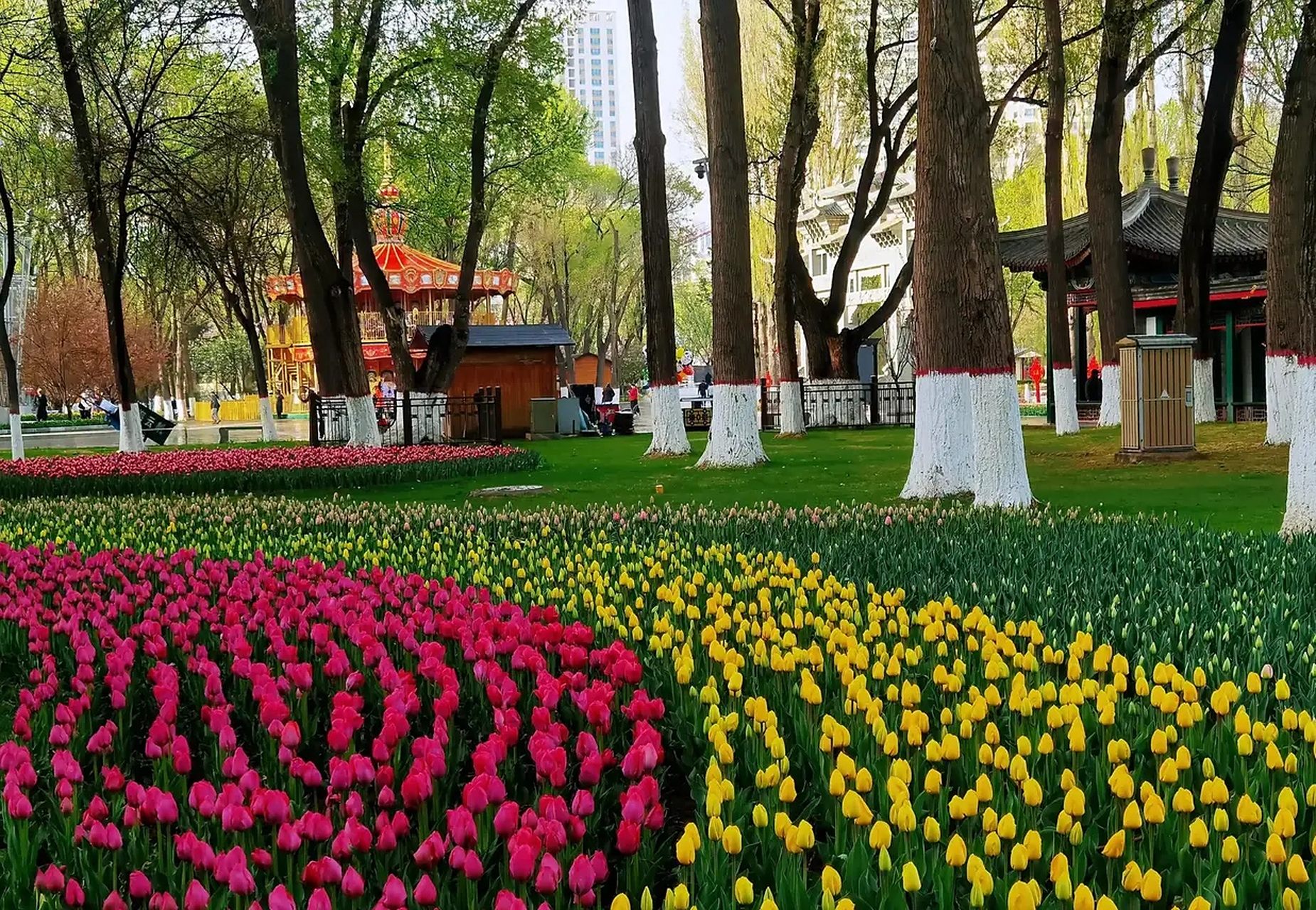 五一期间,西宁市人民公园迎来了一年当中最美的季节,花红柳绿,春风