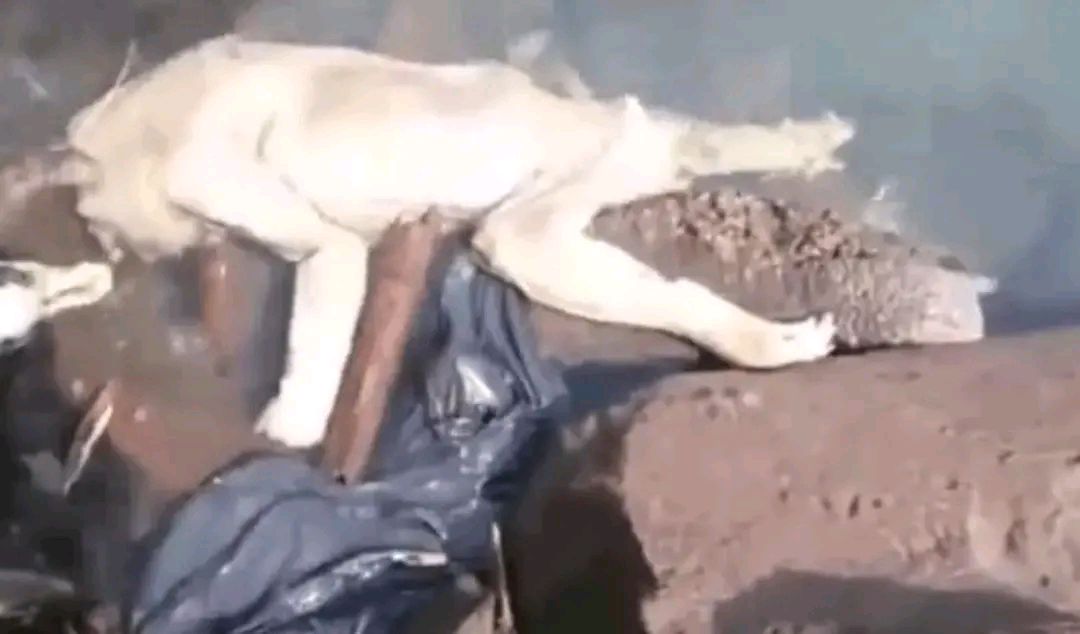 西双版纳"吸血毯",传说会拖人下水吸干血,它究竟是何种生物?