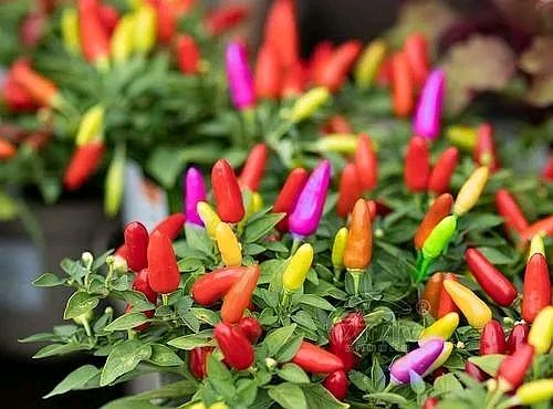 小巧玲珑的七彩椒,你吃过吗?