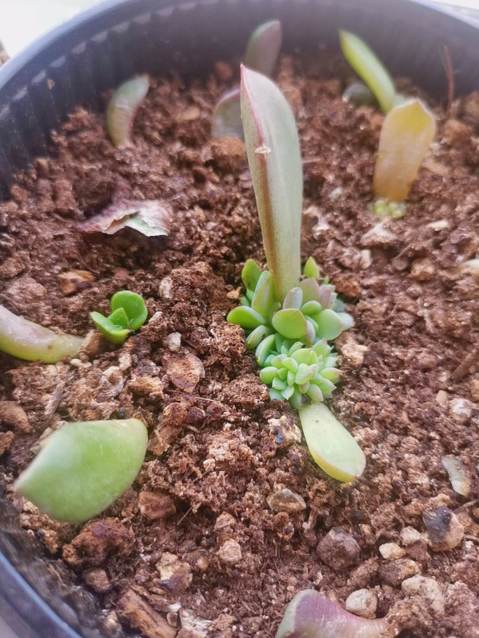 第一次叶插多肉小苗,终于成功生根发芽,一切美好将如约而至