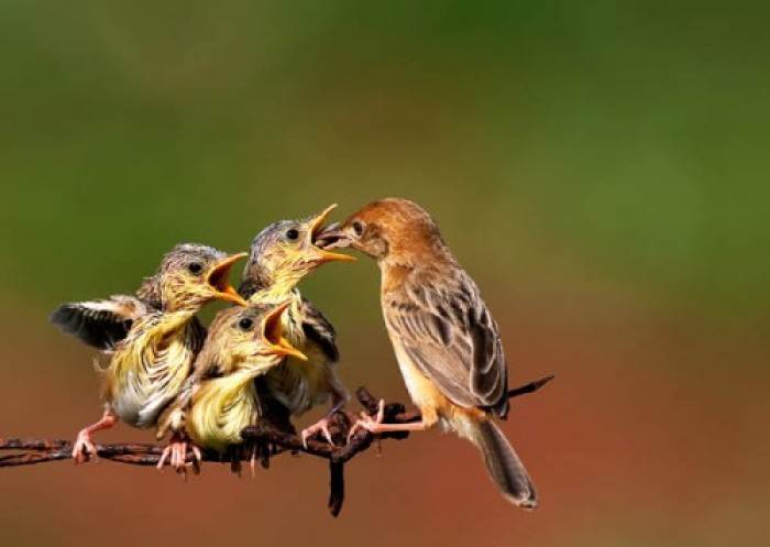 从麻雀生存,感悟活着不易