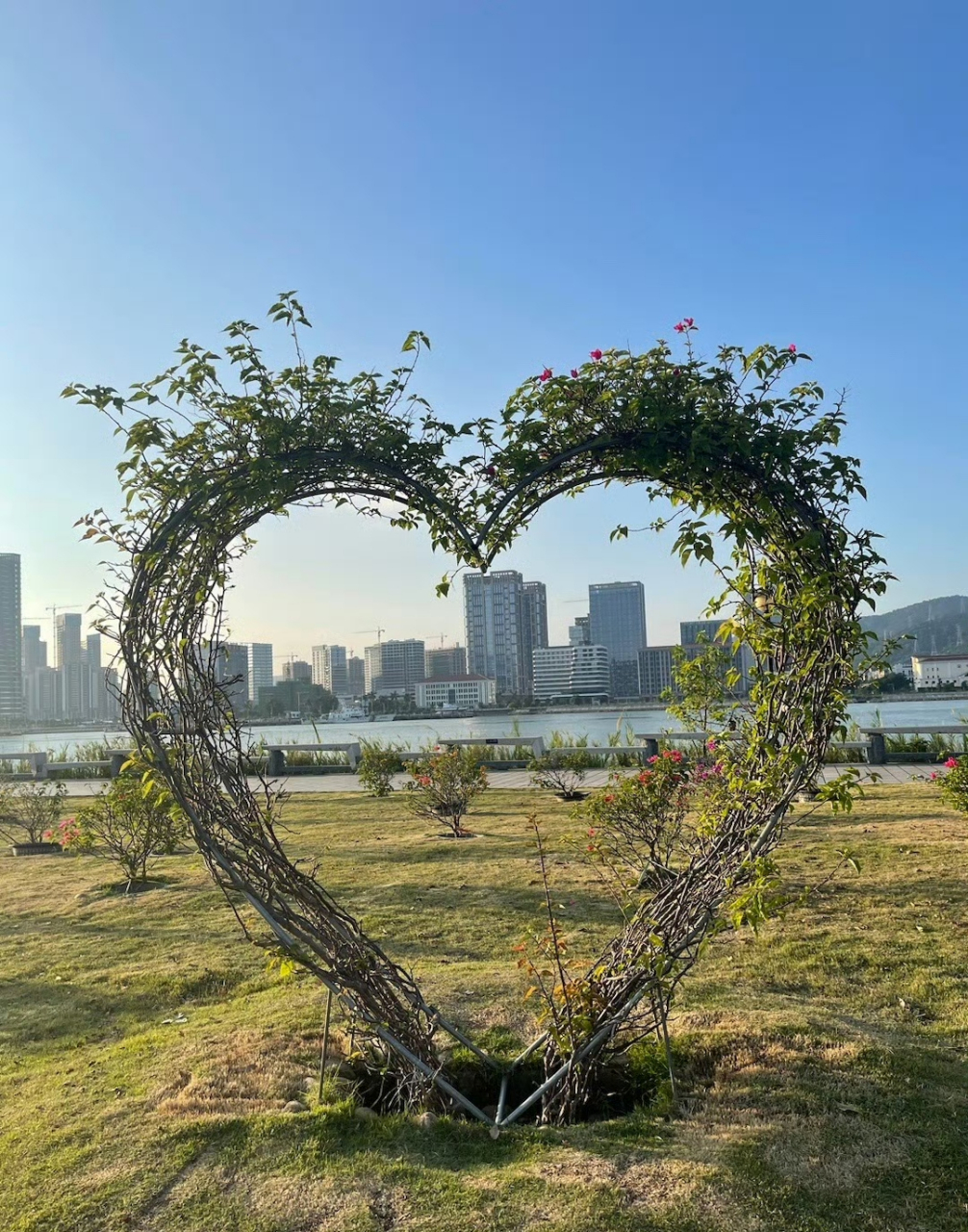 长廊异木棉,玫瑰花95盛开啦[鼓掌]鲜花异木棉开的好灿烂,夕阳无限美