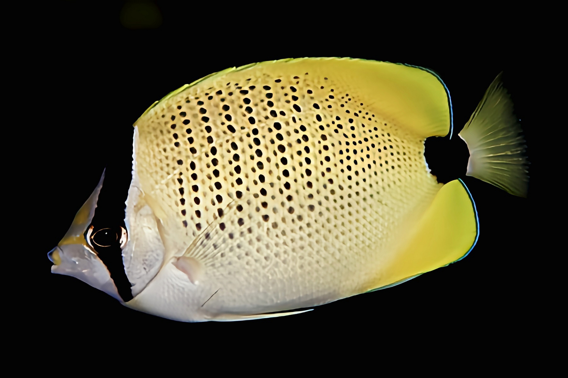 每天认识一种动物——澳洲珍珠蝴蝶鱼 澳洲珍珠蝴蝶鱼别名柠檬蝴蝶鱼